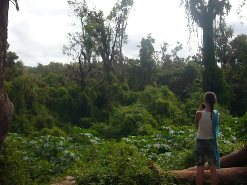 Mary captures bat-tree